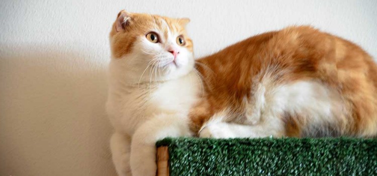 เพลิดเพลินกับคาเฟ่แมวแห่งแรกในจังหวัดขอนแก่น ที่ร้าน ‘Snow Cat Cafe’