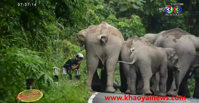 Zappnuar Story : ช้างป่าเขาใหญ่ปิดล้อมกับนักท่องเที่ยวจนต้องยกมือไหว้ขอชีวิต